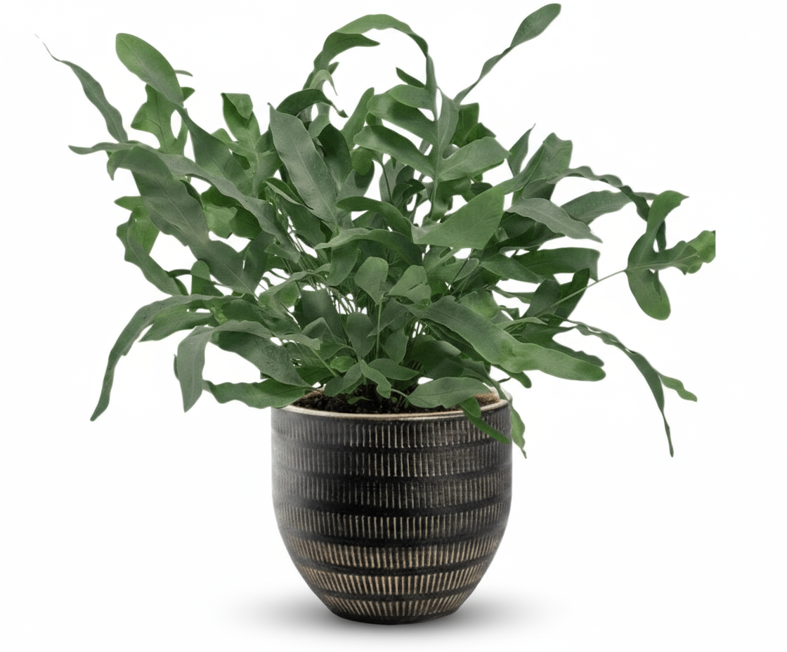 Phlebodium aureum ‘Blue Star’ – Fougère bleue tropicale - Verdeia