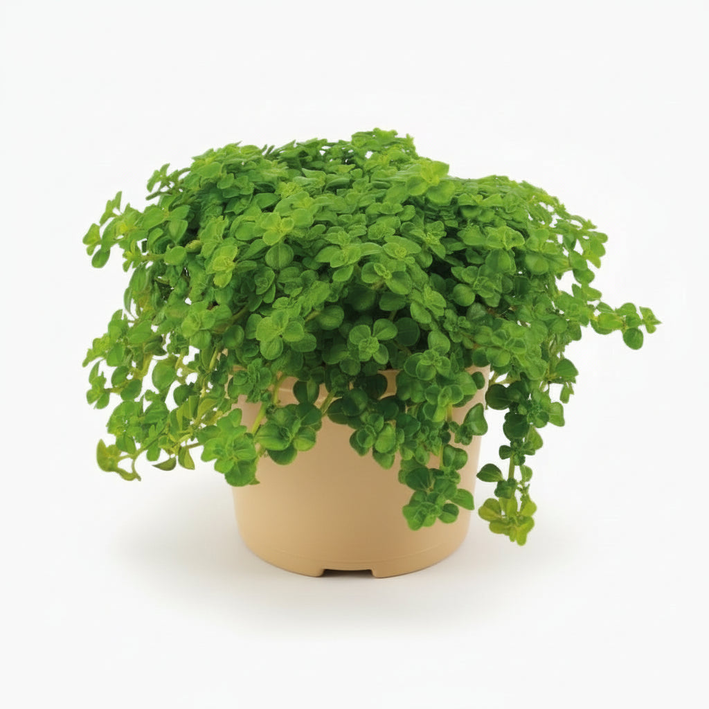 Pilea depressa — Aluminium Plant — Ø10,5 cm - Verdeia