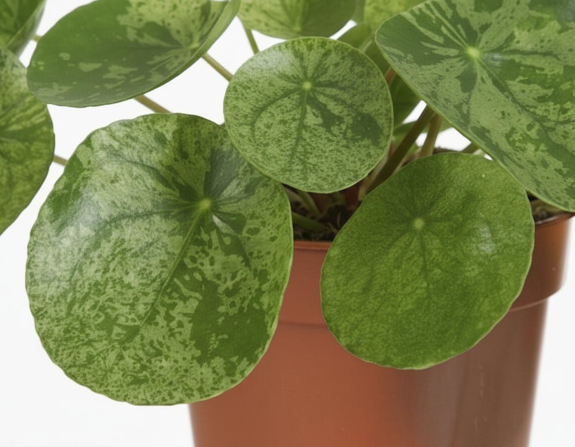 Pilea ‘Mojito’ — Ø13 cm — H20 cm - Verdeia