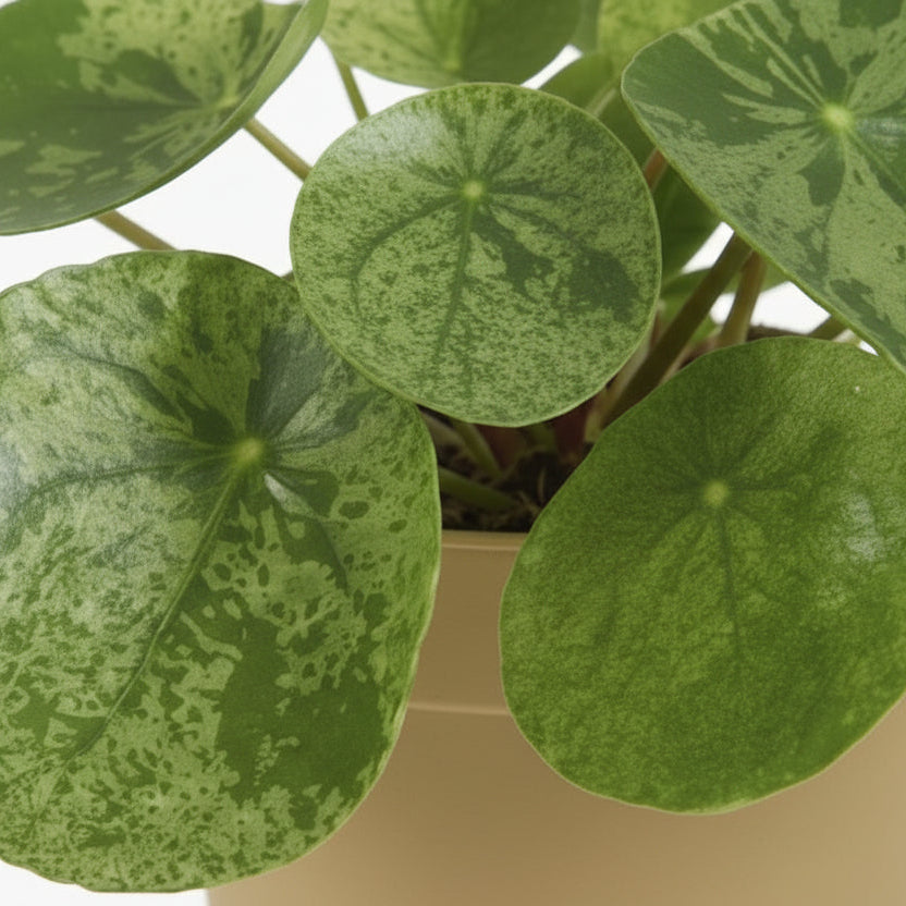 Pilea ‘Mojito’ — Ø13 cm — H20 cm - Verdeia