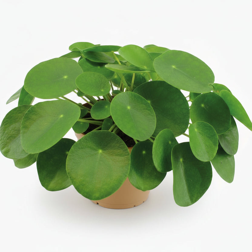 Pilea Peperomioides – Plante à monnaie chinoise - Verdeia