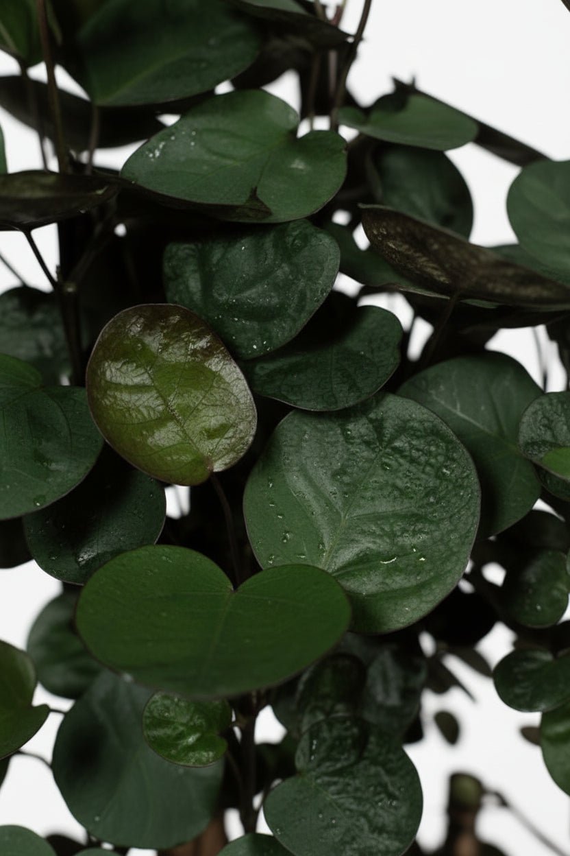 Polyscias Fabian — Aralia d&