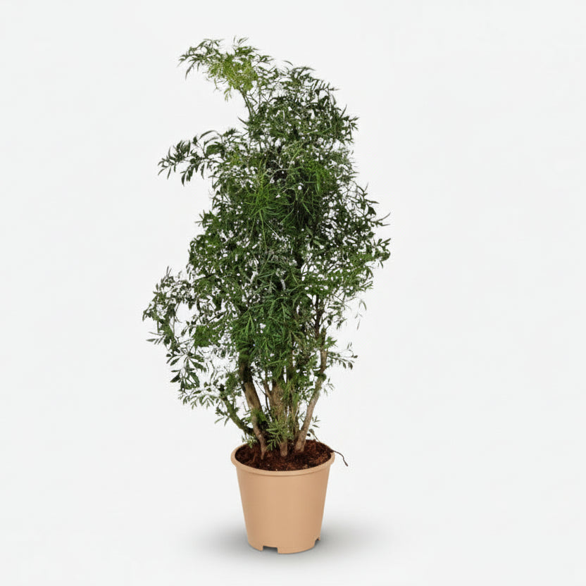 Polyscias Hawaiiana ‘Ming’ – Aralia à feuillage fin – Ø17cm – ↕65cm - Verdeia