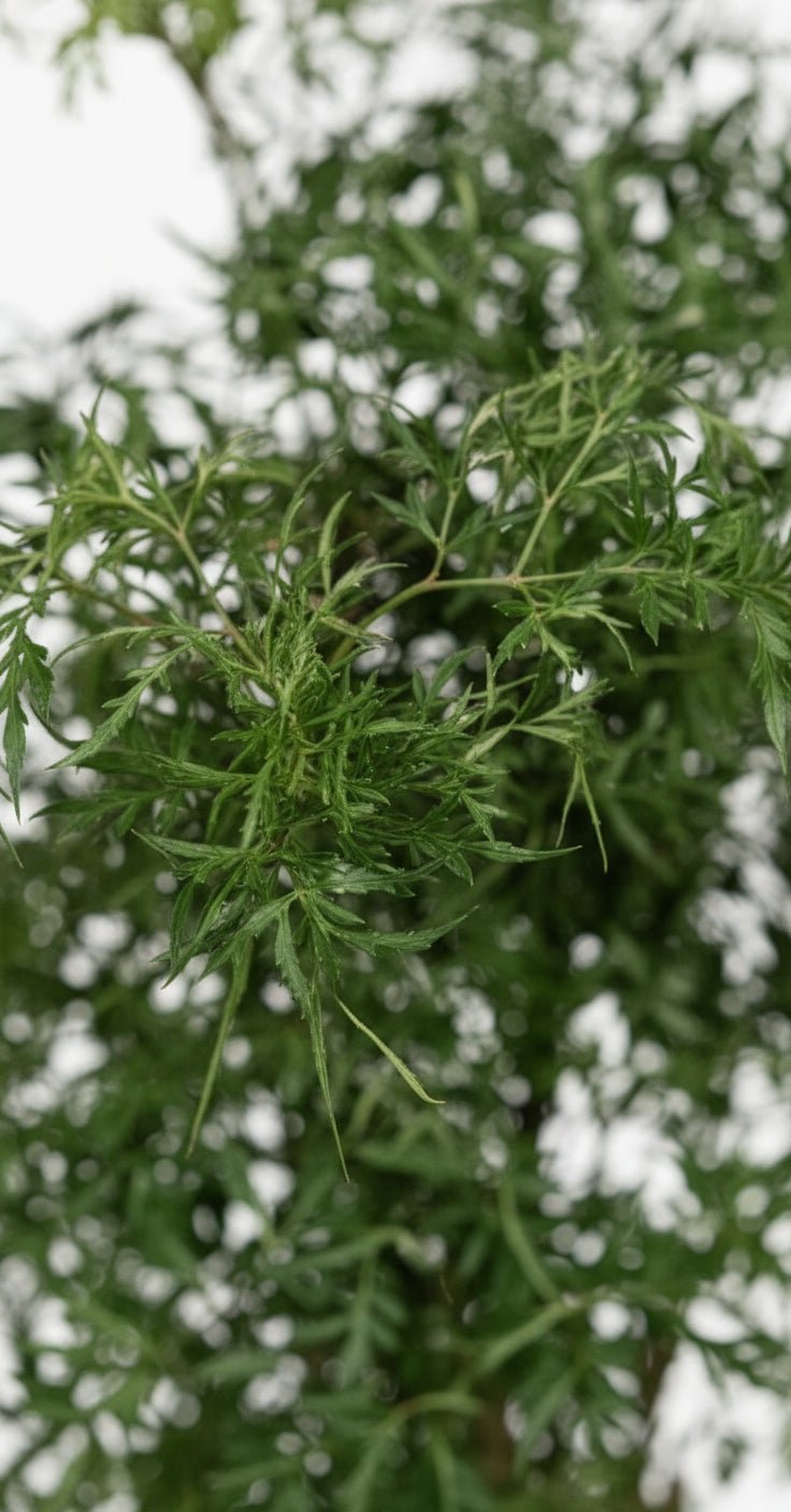 Polyscias Hawaiiana ‘Ming’ – Aralia à feuillage fin – Ø17cm – ↕65cm - Verdeia