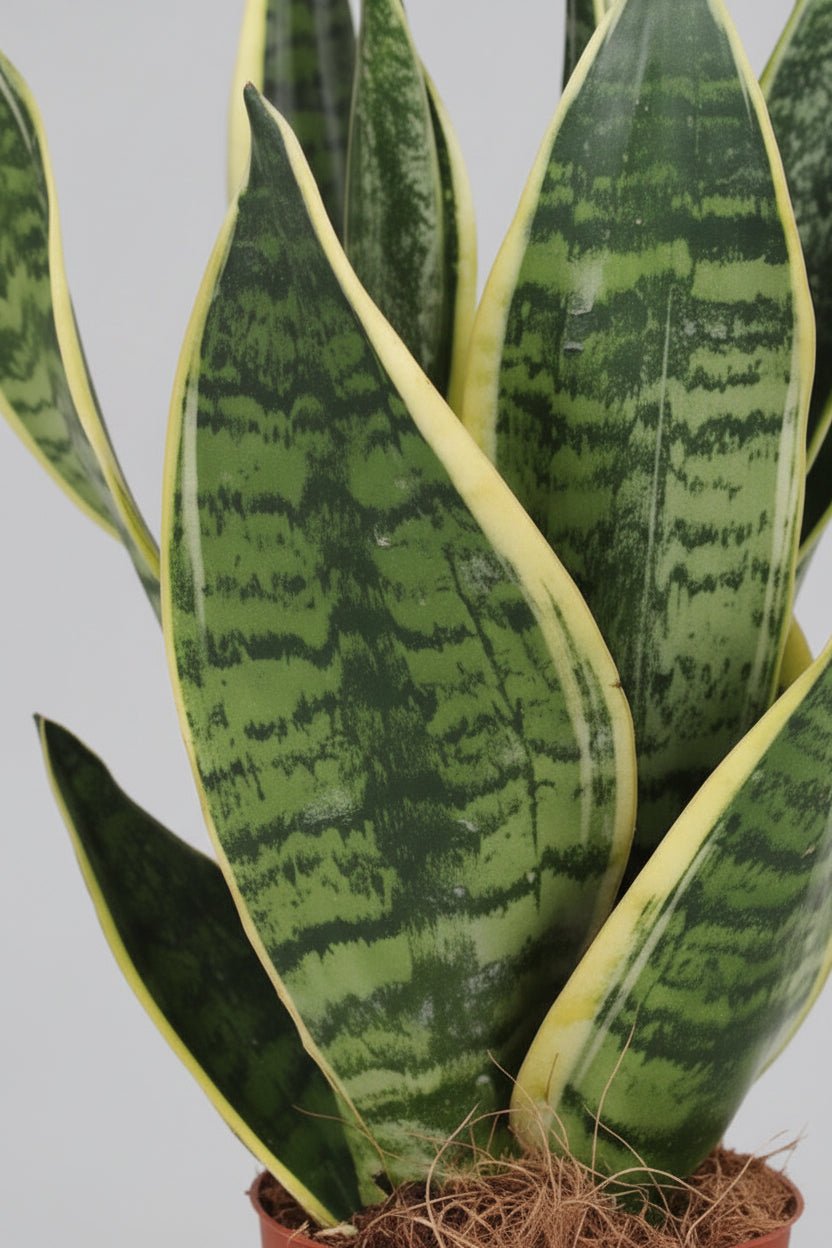 Sansevieria Futura Superba — Langue de belle - mère - Verdeia