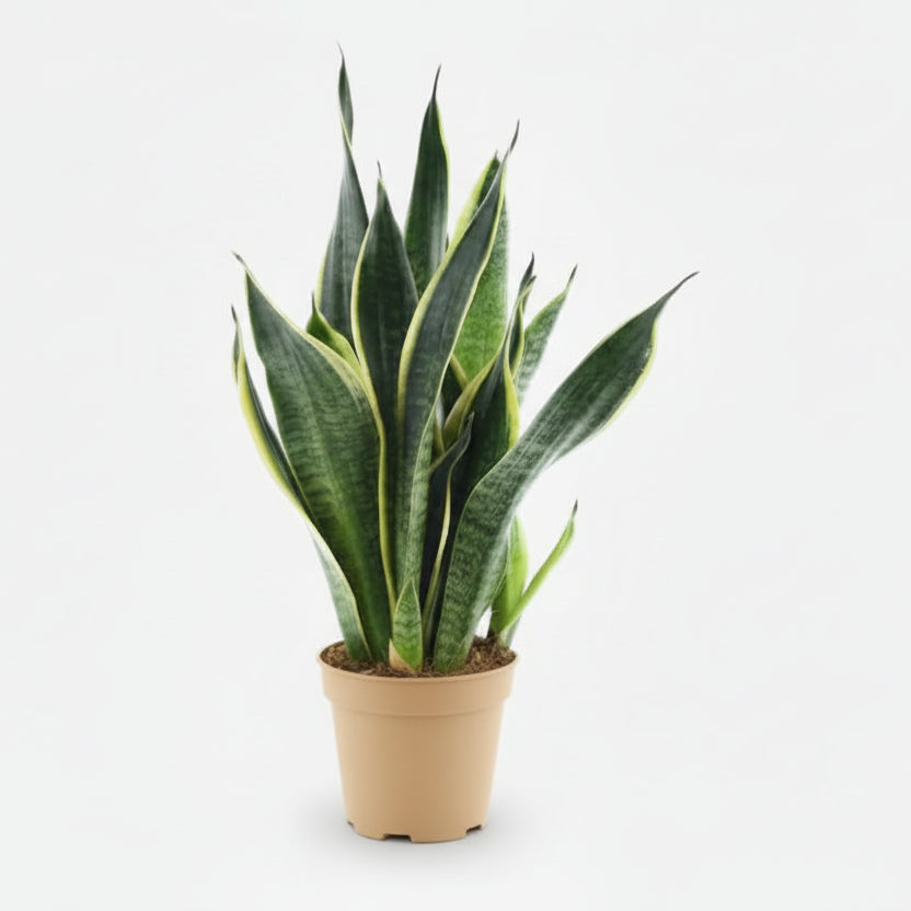 Sansevieria Futura Superba — Langue de belle - mère - Verdeia