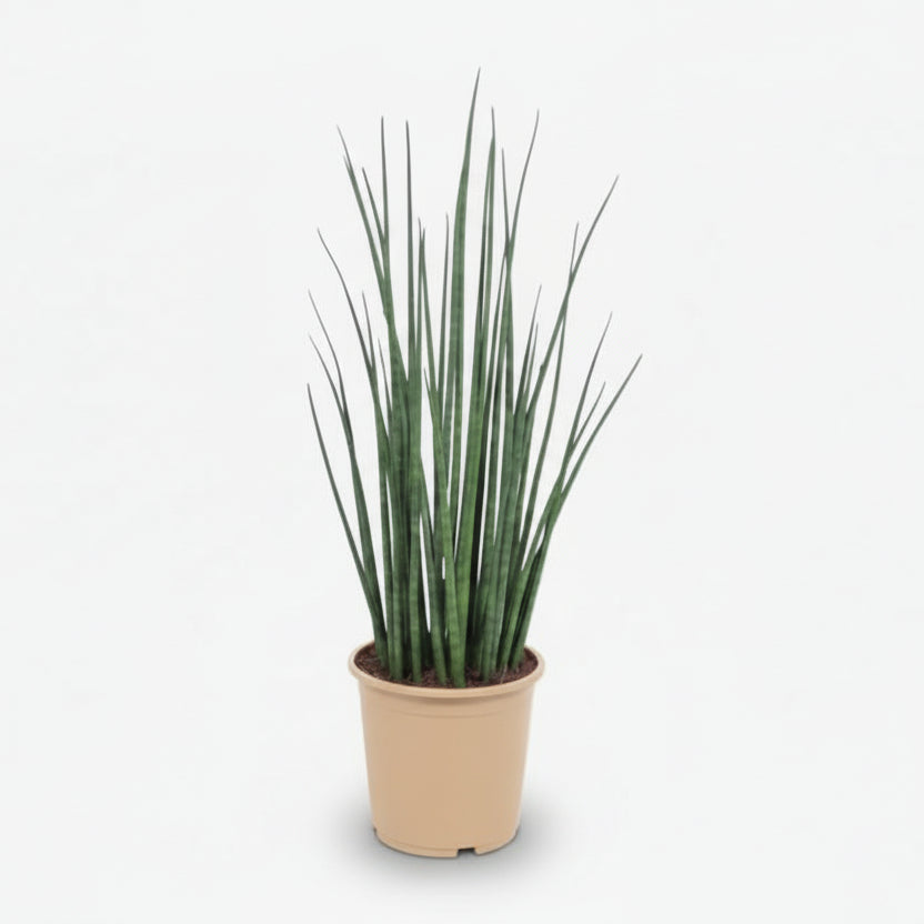 Sansevieria Mikado — Langue de belle - mère - Verdeia
