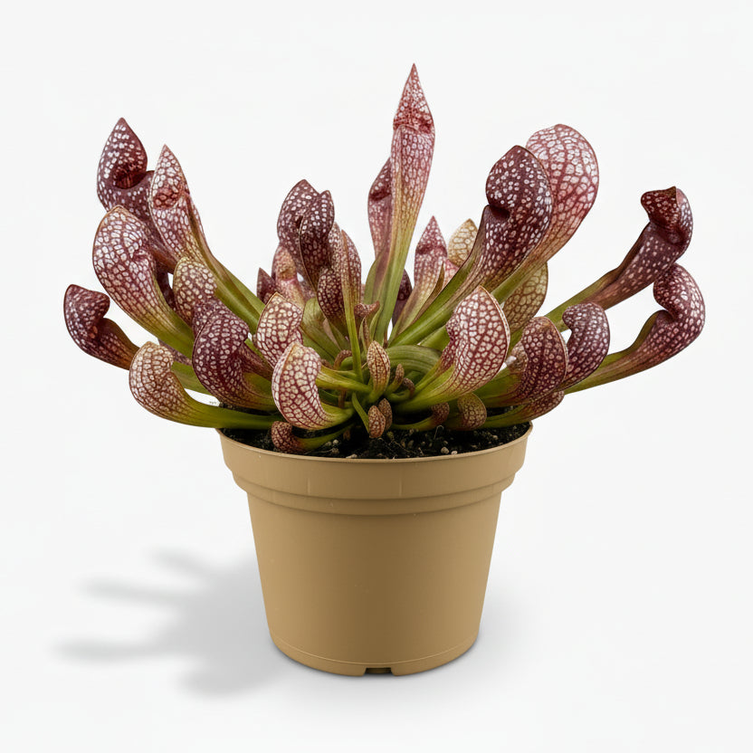 Sarracenia ‘Scarlet Belle’ – Plante carnivore – Ø12cm – ↕20cm - Verdeia