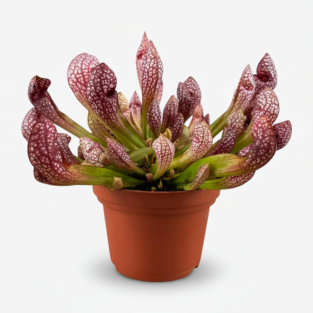 Sarracenia ‘Scarlet Belle’ – Plante carnivore – Ø12cm – ↕20cm - Verdeia