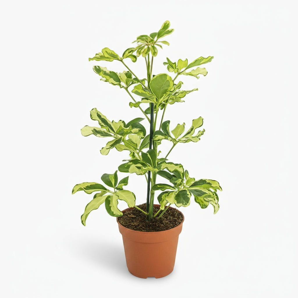 Schefflera Charlotte – Arbre parapluie - Verdeia