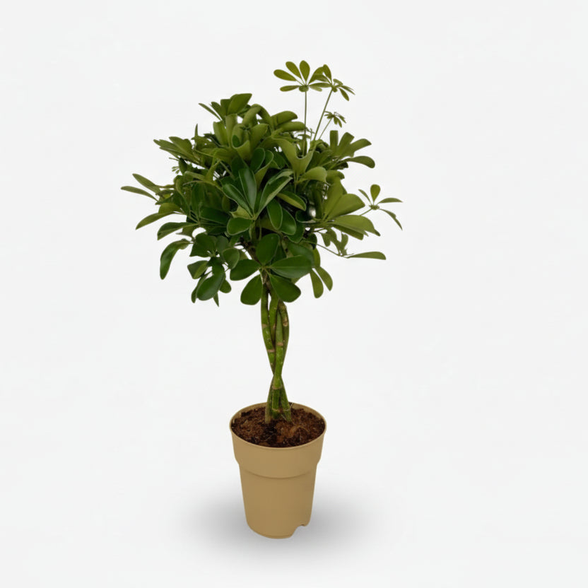 Schefflera Compacta — Arbre ombrelle compact — Ø19 cm — H80 cm - Verdeia