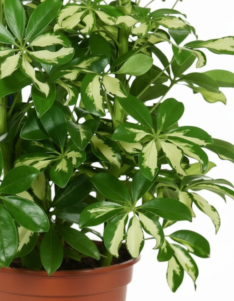 Schefflera ‘Gerda’ - Arbre ombrelle - Verdeia