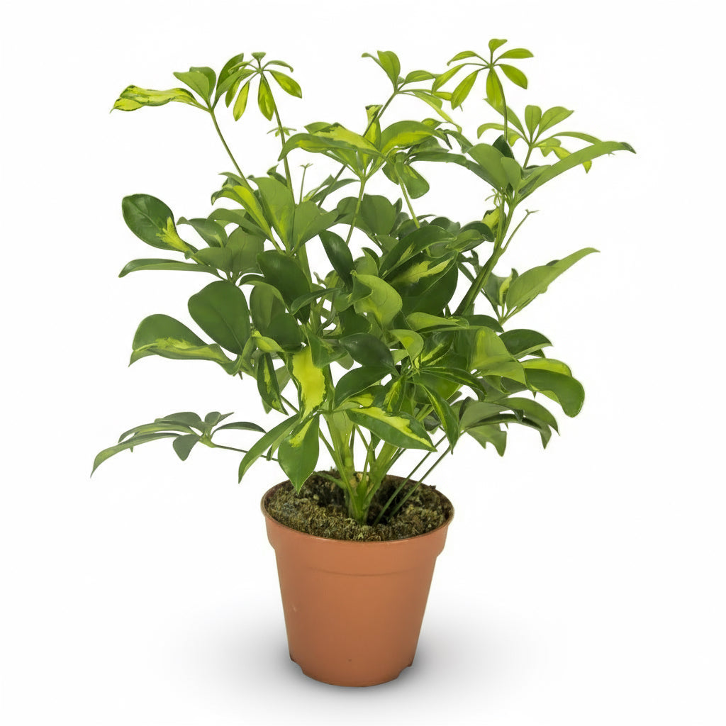 Schefflera ‘Gerda’ - Verdeia