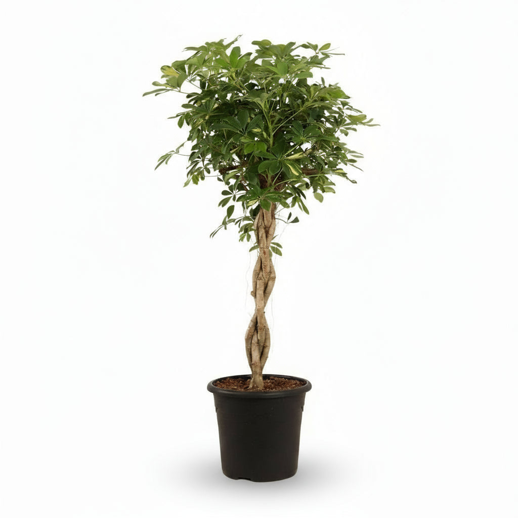 Schefflera ‘Gold Capella’ – Arbre ombrelle panaché - Verdeia