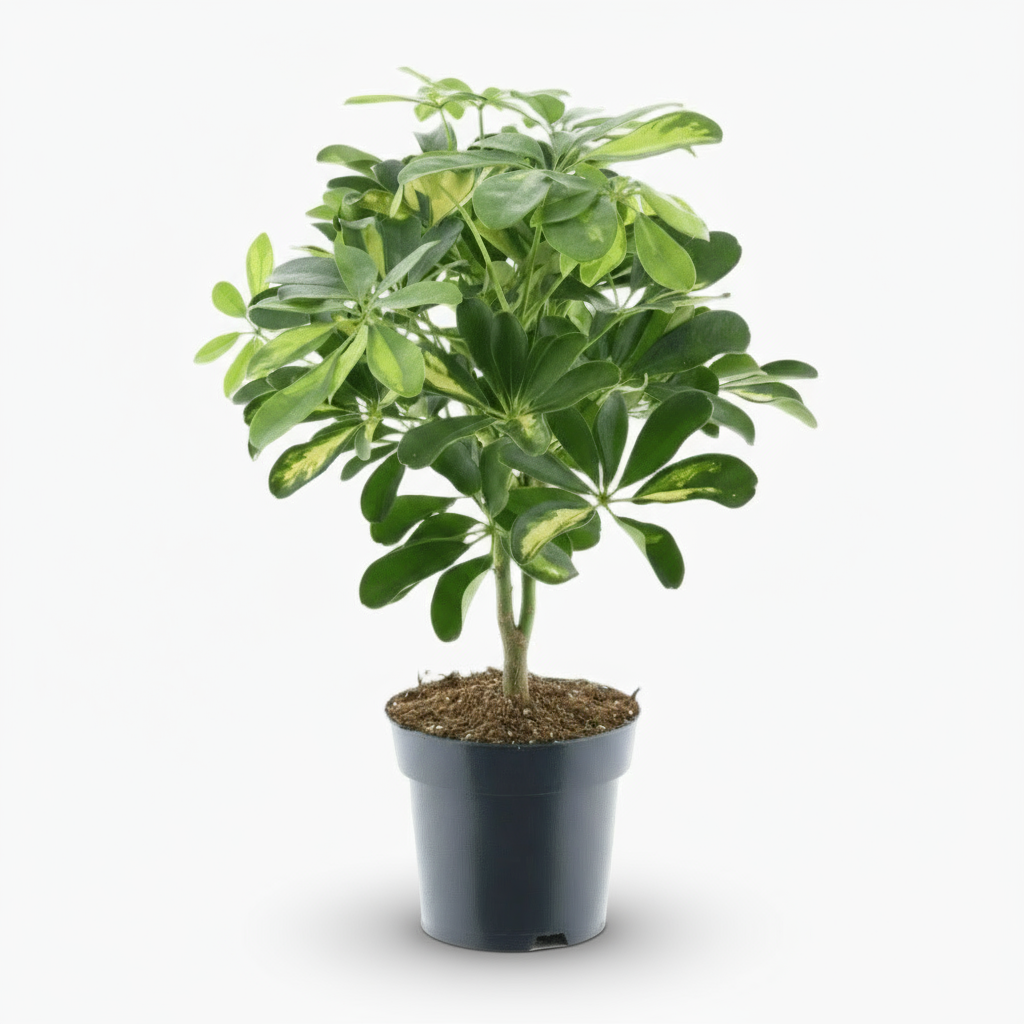 Schefflera ‘Gold Capella’ – Arbre ombrelle panaché - Verdeia