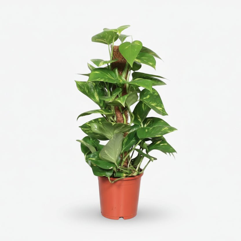 Scindapsus (Epipremnum) - Pothos - Verdeia