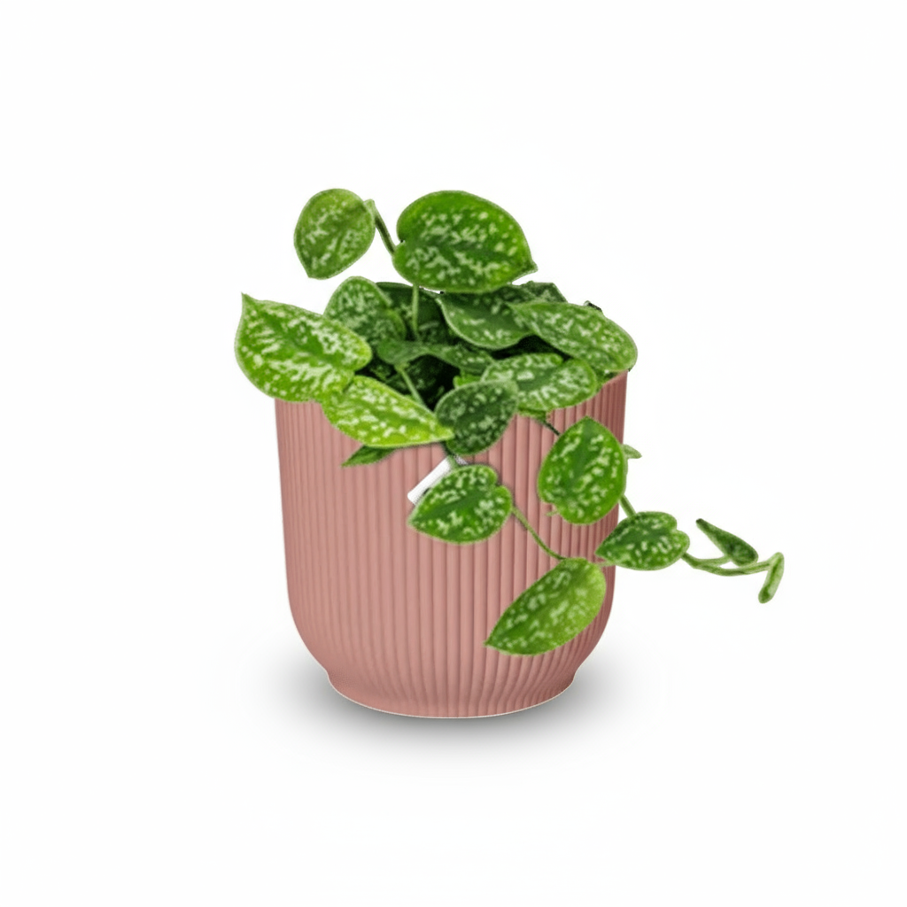 Scindapsus pictus ‘Argyraeus’ – Liane satinée - Verdeia