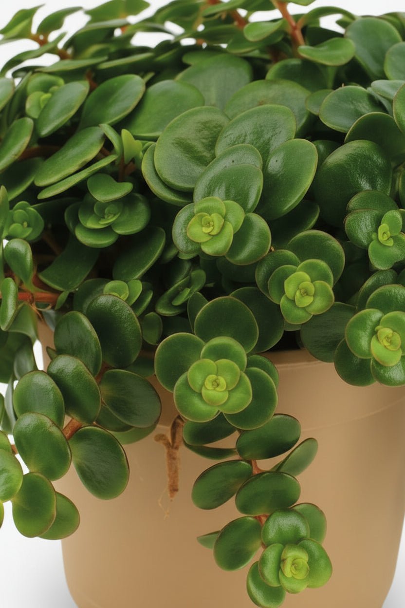 Sedum Tornado – Plante grasse retombante – D11 x H15 cm - Verdeia