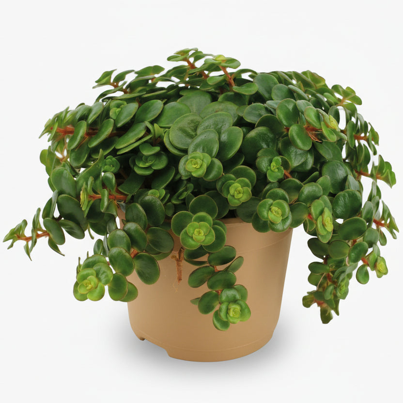 Sedum Tornado – Plante grasse retombante – Ø11cm – ↕15cm - Verdeia