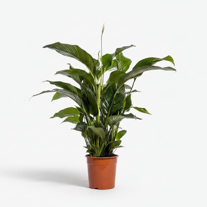Spathiphyllum Bellini (Fleur de lune) - Ø24cm - H100cm - Verdeia