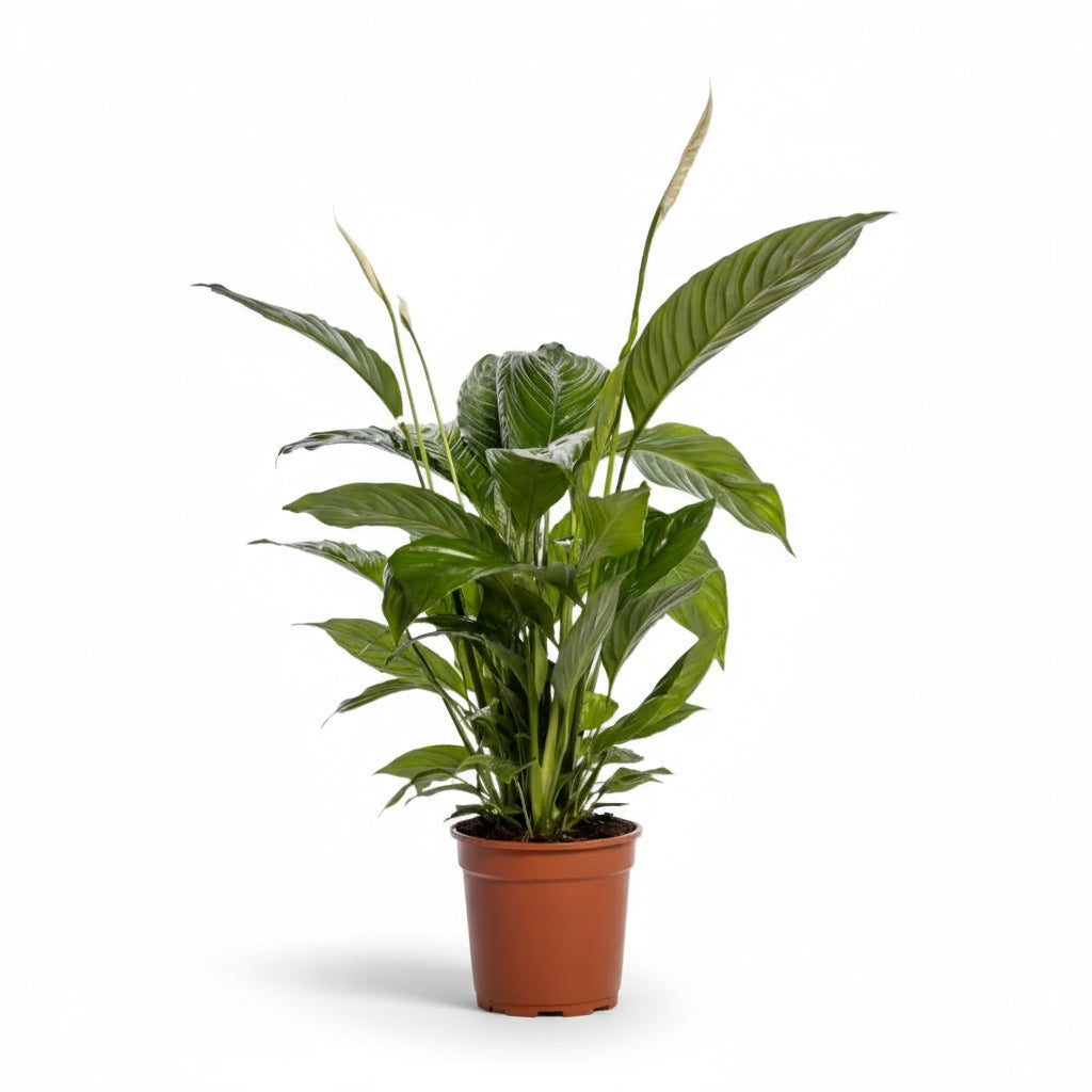 Spathiphyllum ‘Bingo Cupido’ – Fleur de lune - Verdeia