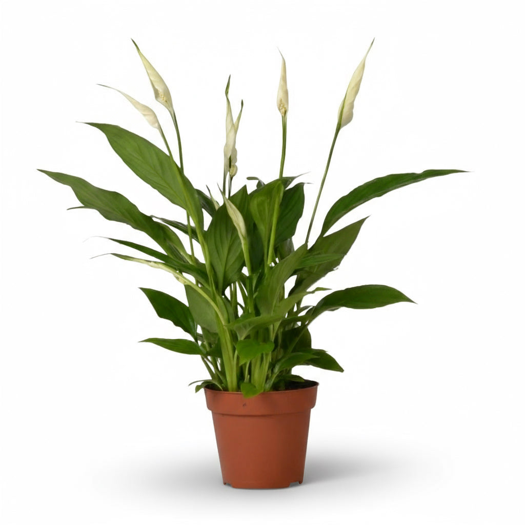 Spathiphyllum ‘Bingo Cupido’ – Fleur de lune - Verdeia