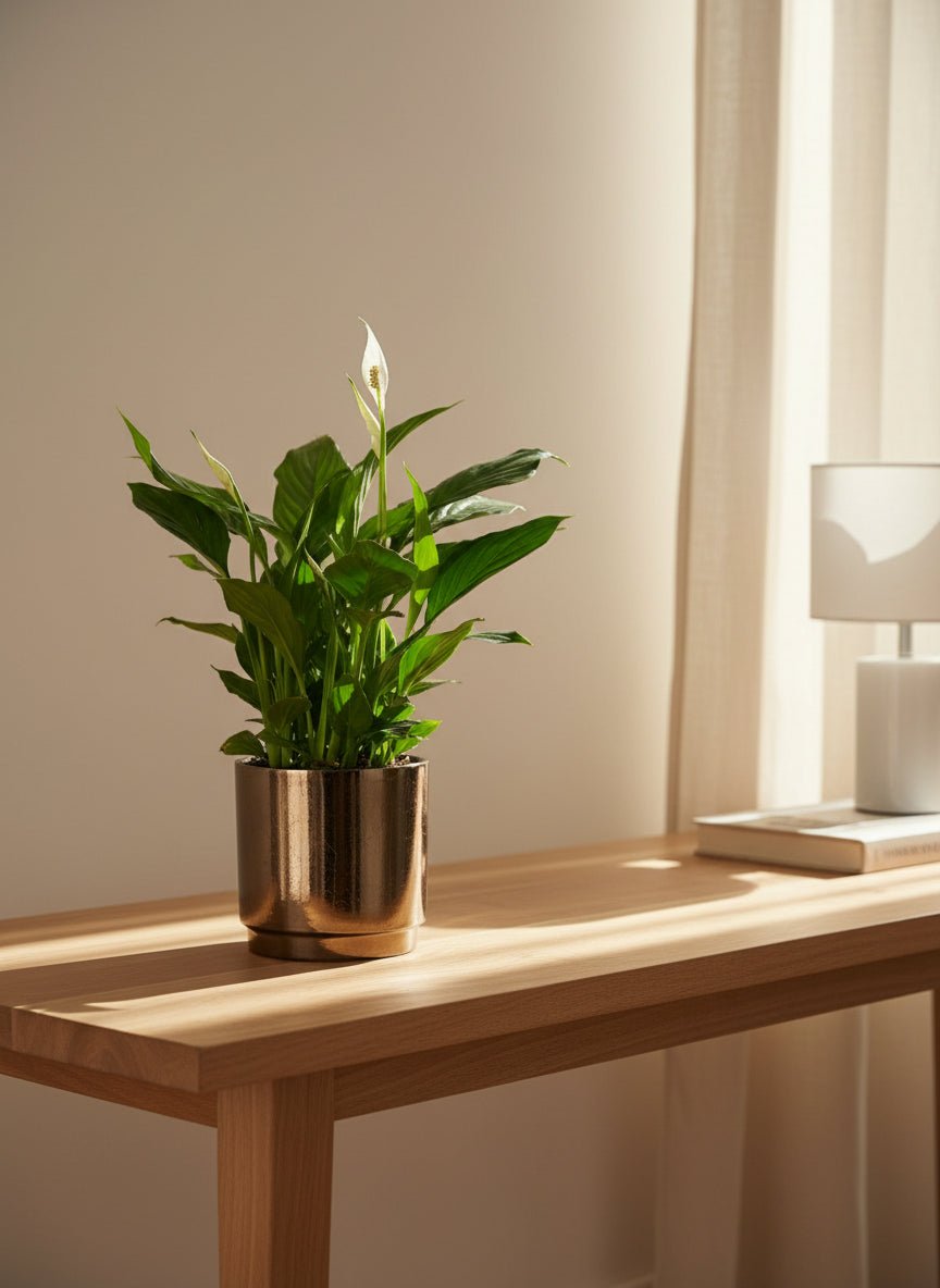 Spathiphyllum – Fleur de lune – Pot céramique bronze (Ø12 x H35 cm) - Verdeia