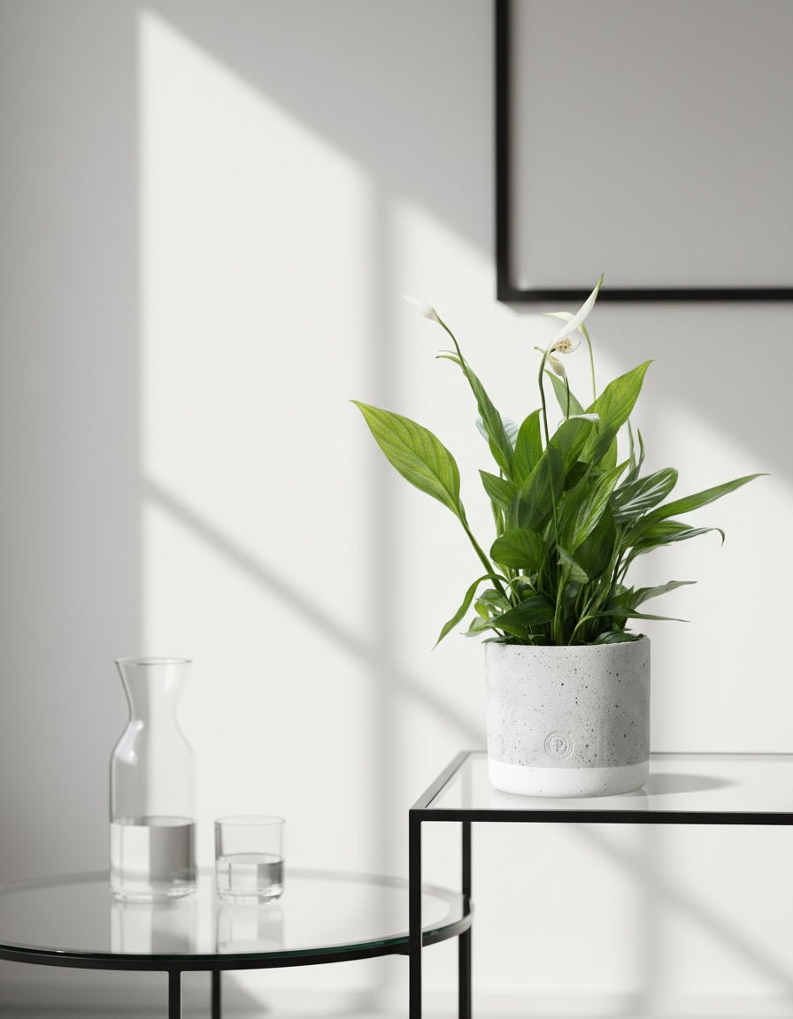 Spathiphyllum – Fleur de lune – Pot céramique gris (Ø12 x H35 cm) - Verdeia