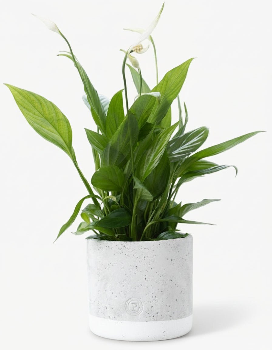Spathiphyllum – Fleur de lune – Pot céramique gris (Ø12 x H35 cm) - Verdeia