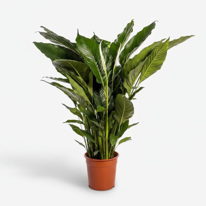 Spathiphyllum Sweet Sebastiano — Fleur de lune — Ø24 cm — H110 cm - Verdeia