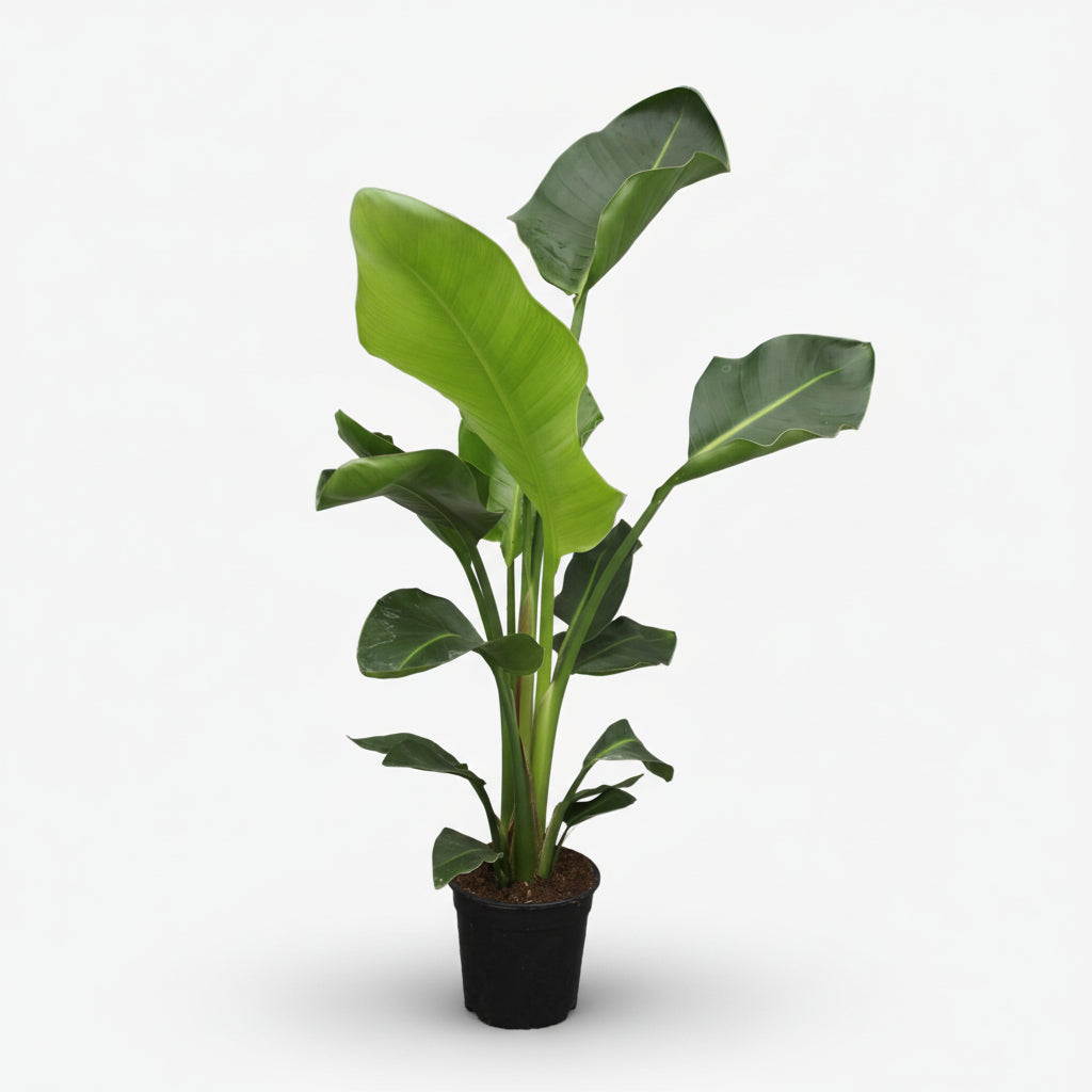 Strelitzia nicolai – Paradisier blanc / Oiseau de paradis - Verdeia