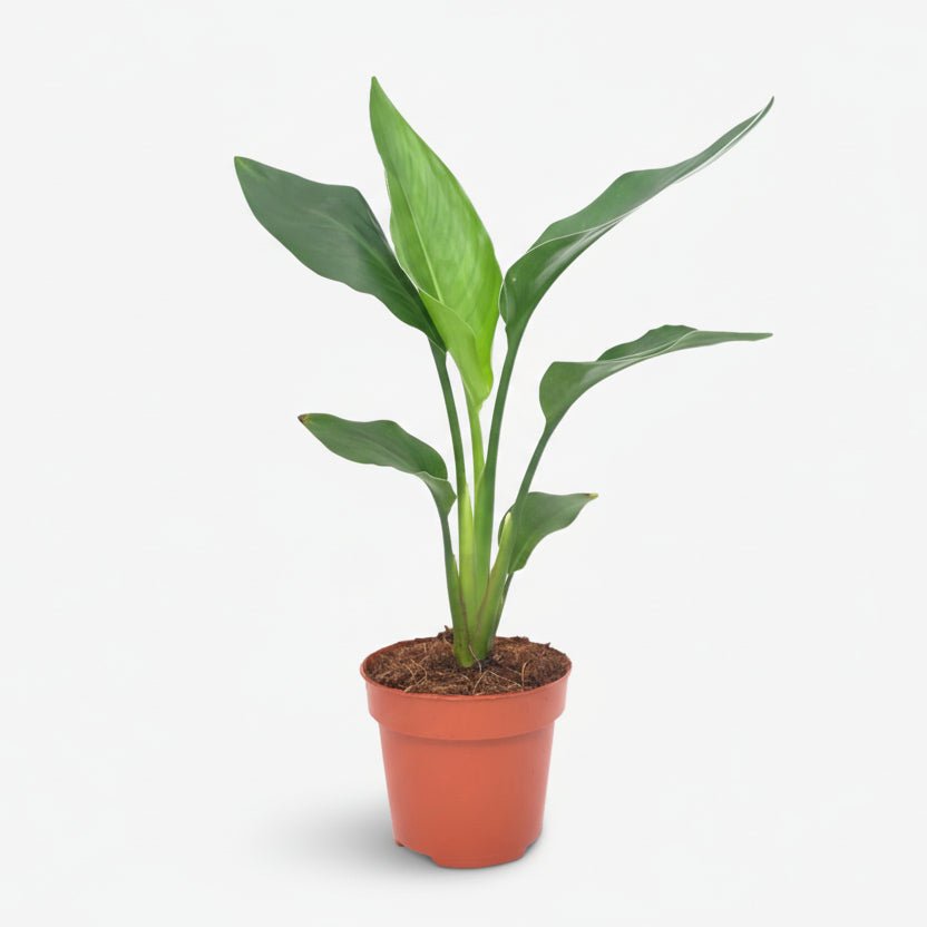 Strelitzia Reginae — Oiseau de paradis — Ø12 cm — H40 cm - Verdeia