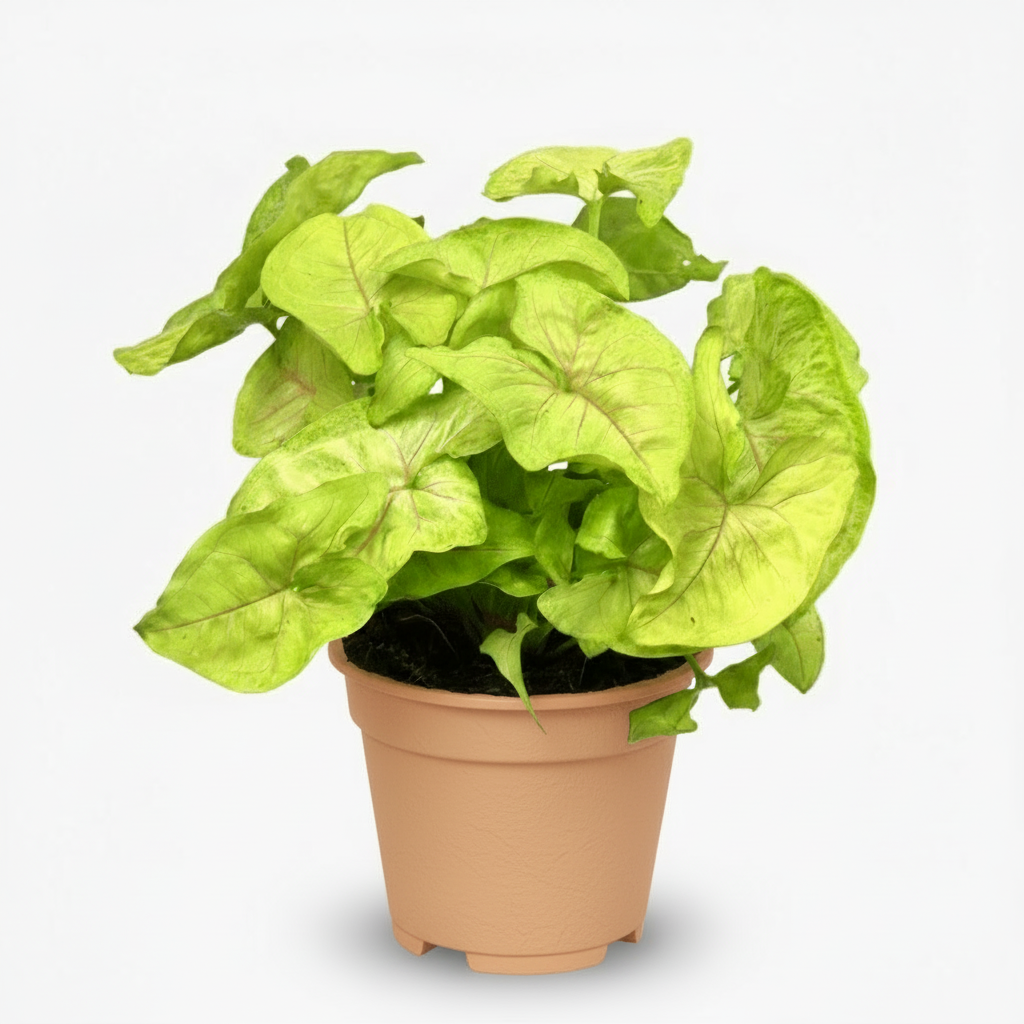 Syngonium Golden – Plante flèche dorée tropicale - Verdeia