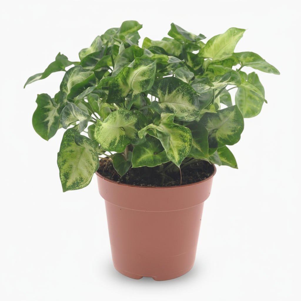 Syngonium Pixie — Ø12 cm — H20 cm - Verdeia