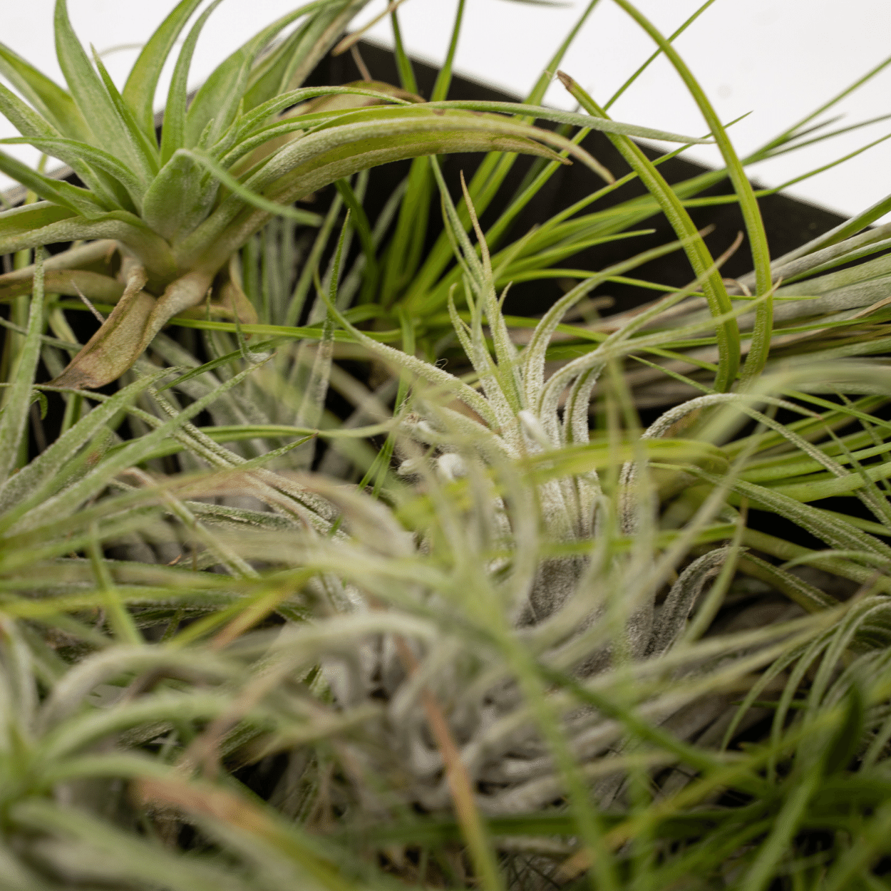 Tillandsia Air mix — Lot de 20 plantes aériennes — Ø6 cm - Verdeia