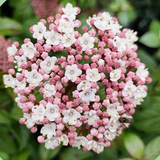 Viburnum tinus &