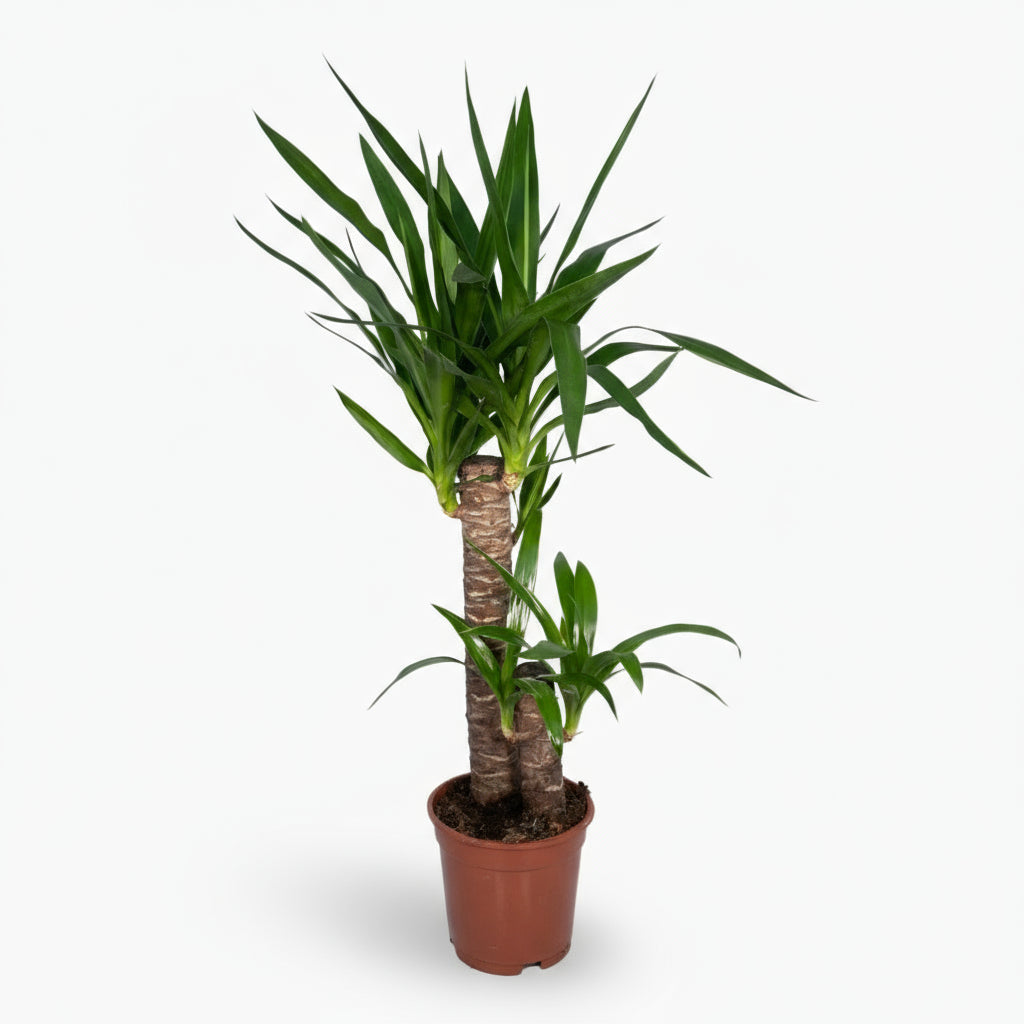 Yucca elephantipes – Yucca d’intérieur ou Palmier d’Espagne - Verdeia