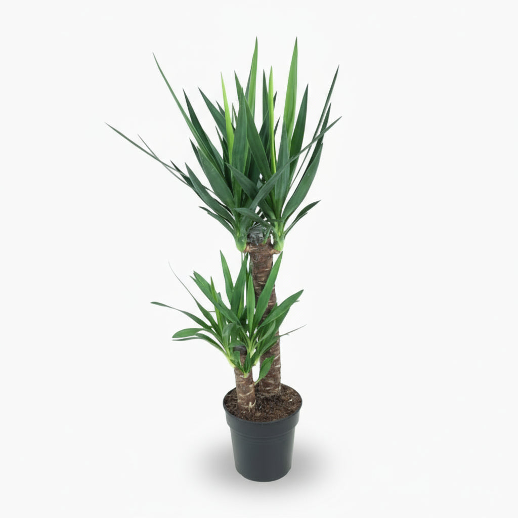 Yucca elephantipes – Yucca d’intérieur ou Palmier d’Espagne - Verdeia
