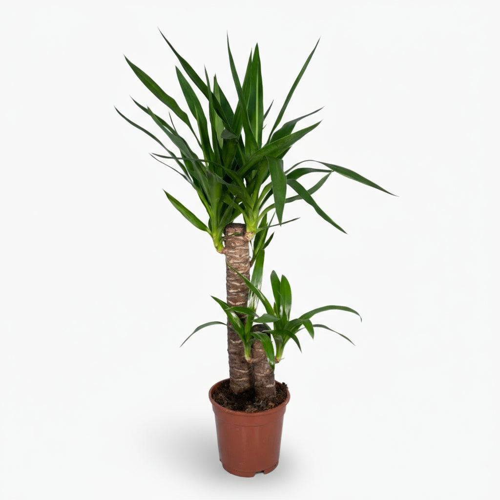 Yucca elephantipes – Yucca d’intérieur ou Palmier d’Espagne - Verdeia