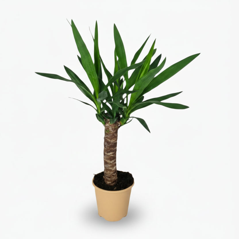 Yucca – Palmier de salon graphique et résistant - Verdeia