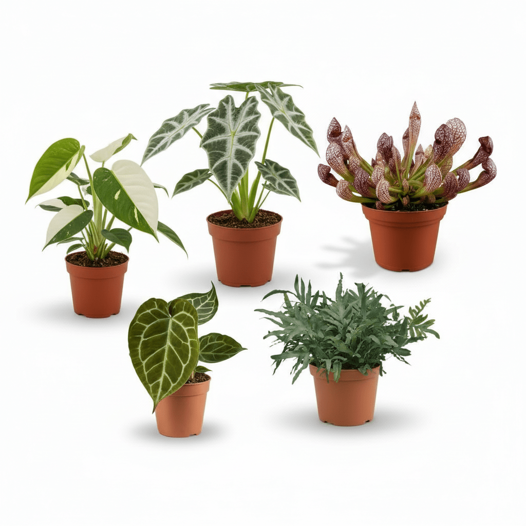 Plantes de collection