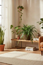 Aglaomorpha Coronans — Fougère épiphyte — Ø17 cm — H45 cm + pot Selin noir - Verdeia