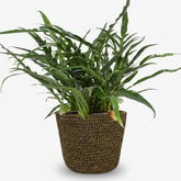 Aglaomorpha Coronans — Fougère épiphyte — Ø17 cm — H45 cm + pot Selin noir - Verdeia