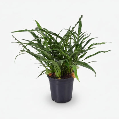 Aglaomorpha Coronans — Fougère épiphyte - Verdeia