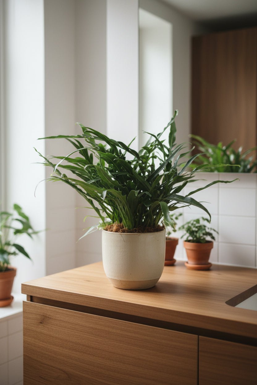 Aglaomorpha Coronans — Fougère épiphyte - Verdeia