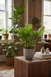 Aglaonema B.J. Freedman — Ø24 cm — H70 cm - Verdeia