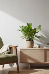 Aglaonema B.J. Freedman — Ø24 cm — H70 cm - Verdeia