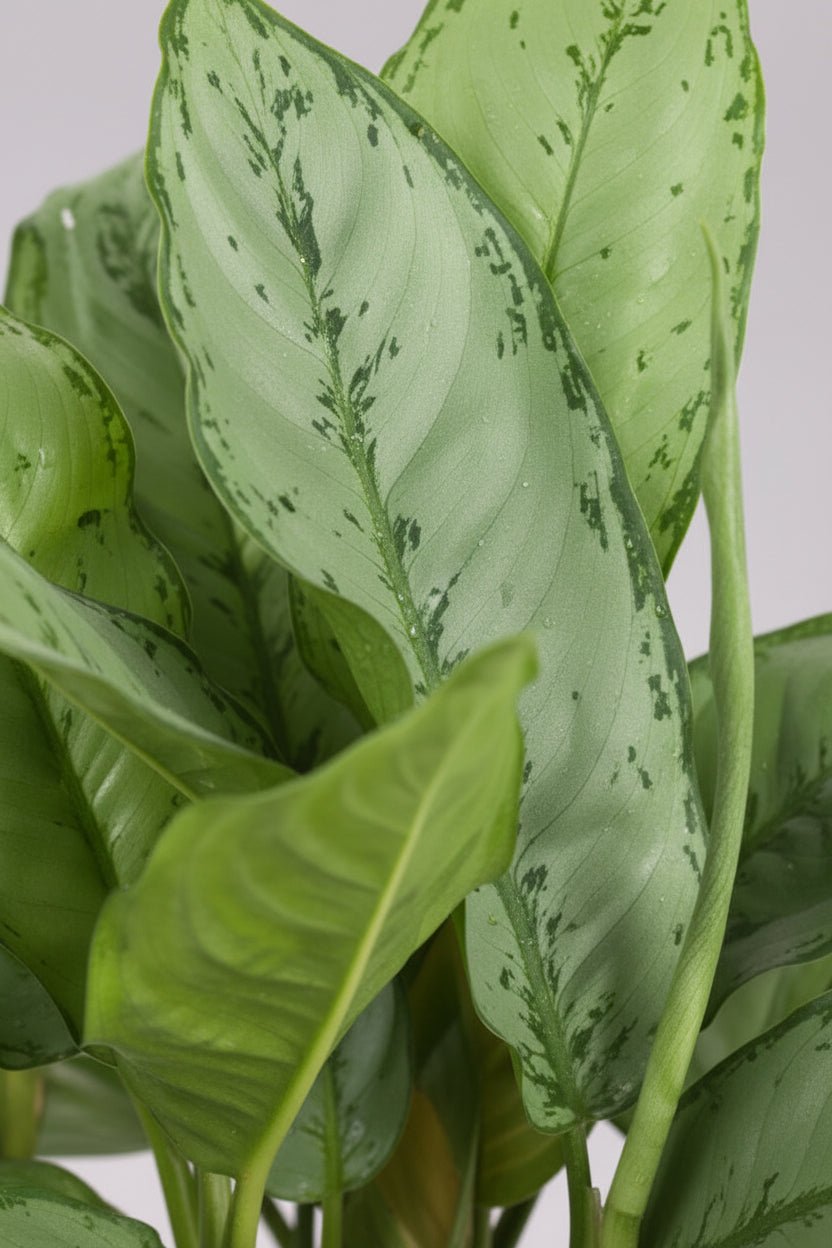Aglaonema B.J. Freedman — Ø24 cm — H70 cm - Verdeia