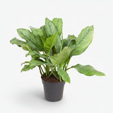 Aglaonema B.J. Freedman — Ø24 cm — H70 cm - Verdeia