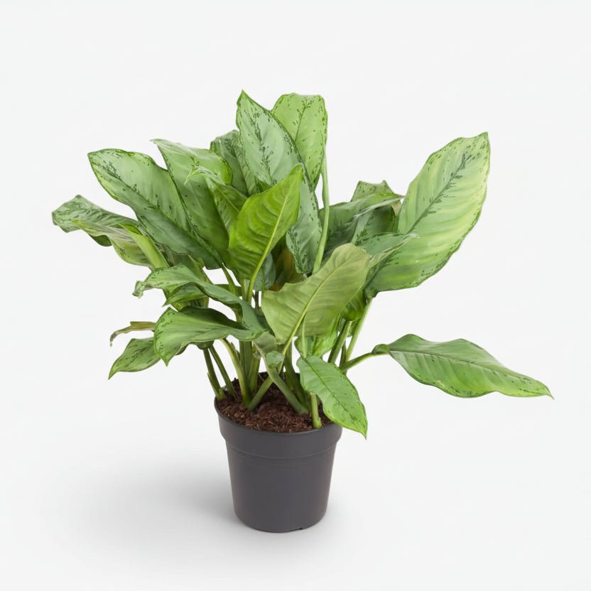 Aglaonema B.J. Freedman — Ø24 cm — H70 cm - Verdeia